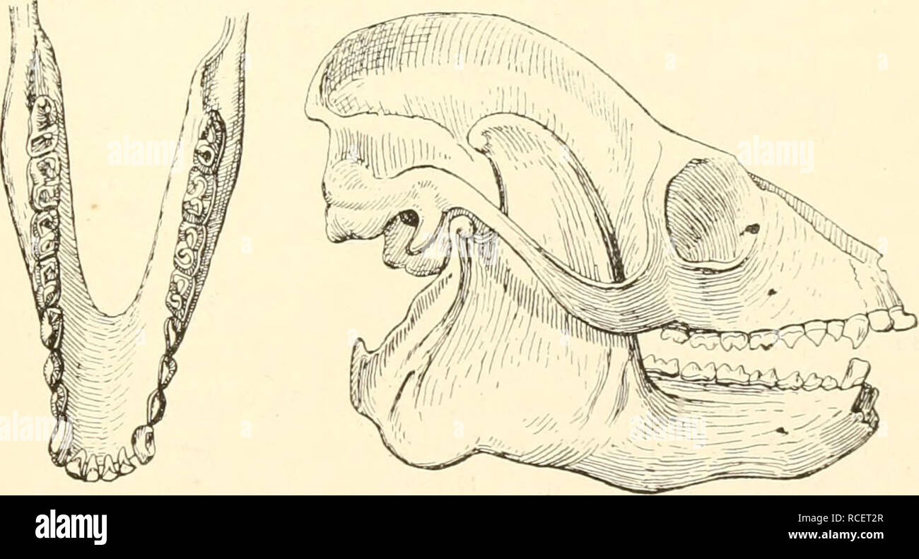 Prosimiae . Die säugetiere. Einführung in die anatomie und systematik der ...