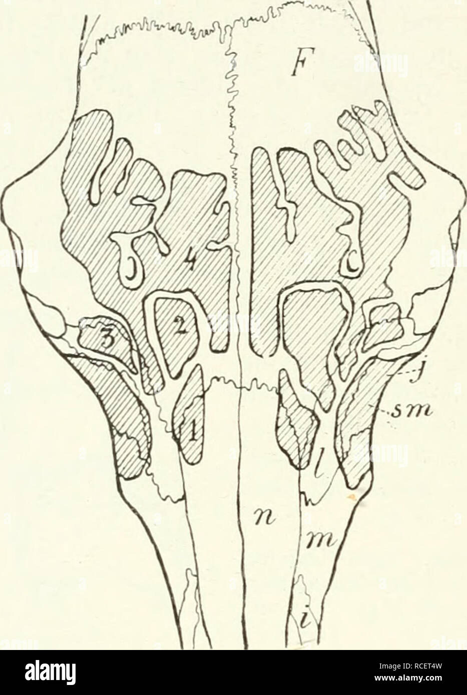 . Die Säugetiere. Einführung in die Anatomie und Systematik der