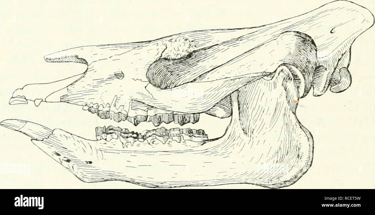 . Die Säugetiere. Einführung in die Anatomie und Systematik der