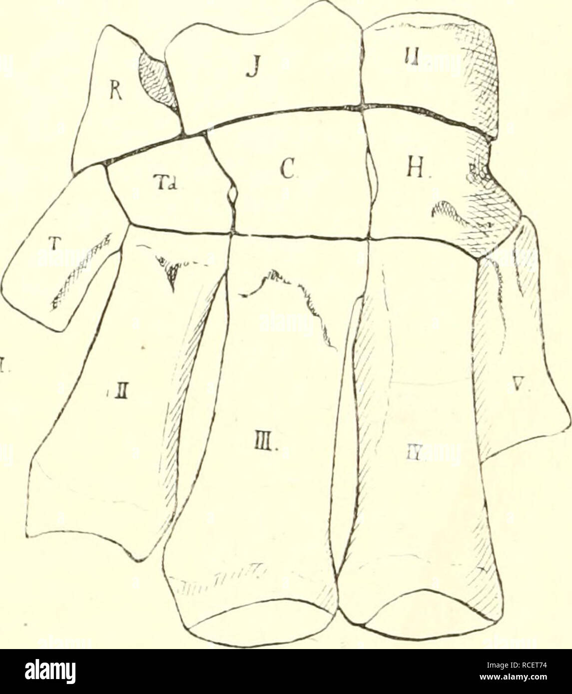 Ordnung proboscidea mammals hires stock photography and images Alamy