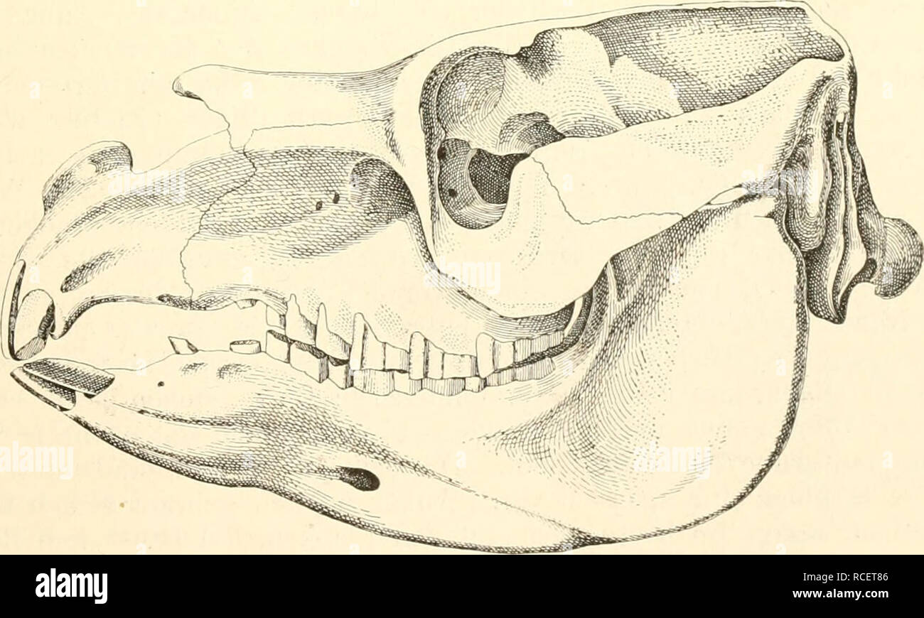 . Die säugetiere. Einführung in die anatomie und systematik der recenten und fossilen Mammalia. Anatomy, Comparative; Mammals. Fig. 501. Kaufläche von Mo- laren von Toxodoutia. a Typo- theriuni, 2. rechter oberer M; n. Gr.— 6 Toxodon platensis, 2. rechter oberer M; '/., n. Gr. — c Toxodon imbricatus, 2. rechter oberer M; Vo Ji- Gr., nach Lvdekker.. Fig. 502. Toxoilon Burraeisteri Giebel; nach Burinoister. Die Reste von +Trachytherus Amegli. sind vorläutig noch zu spärlich, um die Stellung dieses Tieres festzustellen, dennoch meint Lydekker, daß es vielleicht als der direkte Vorfahre von Ty])Ot Stock Photo