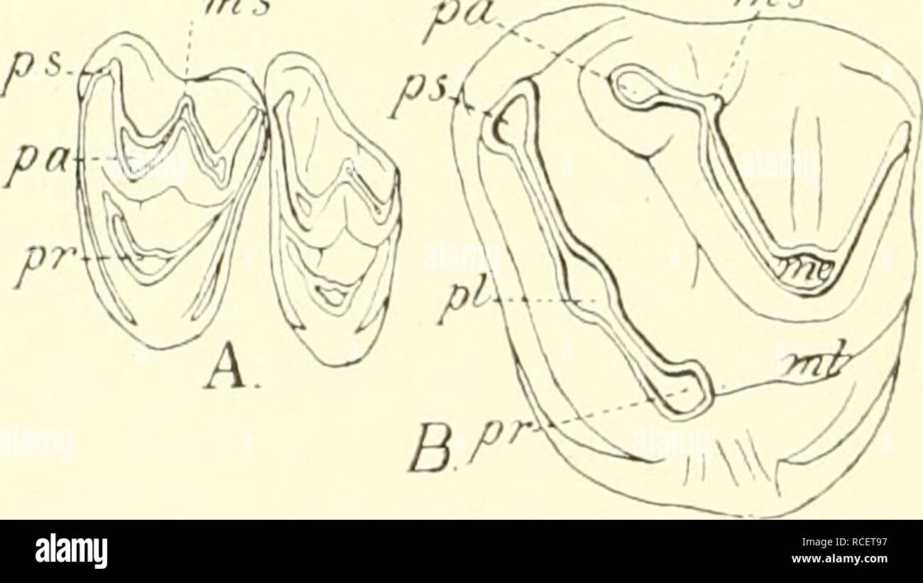 . Die säugetiere. Einführung in die anatomie und systematik der