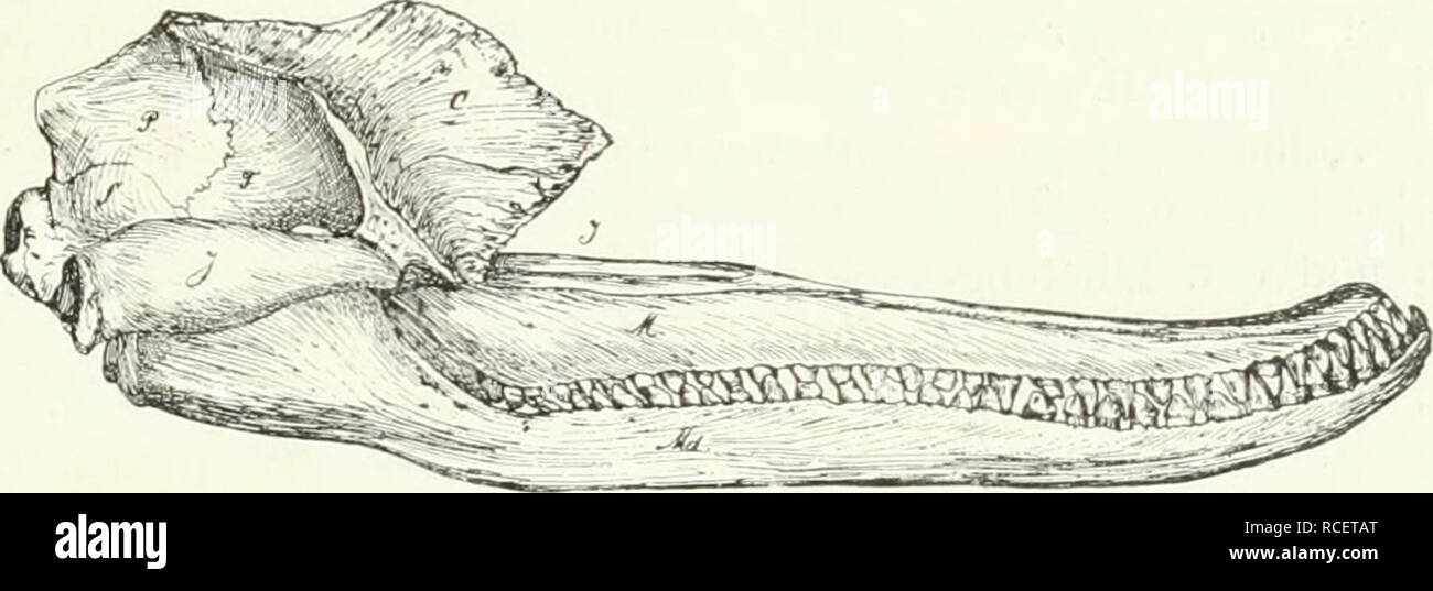 . Die Säugetiere. Einführung in die Anatomie und Systematik der