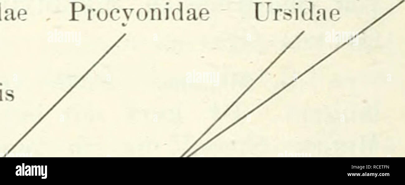 . Die Säugetiere. Einführung in die Anatomie und Systematik der