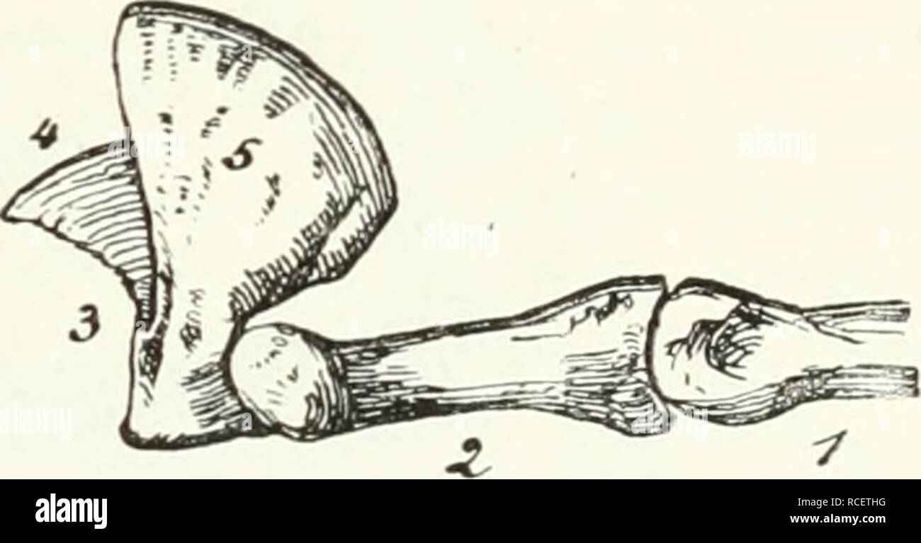 . Die Säugetiere. Einführung in die Anatomie und Systematik der recenten und fossilen Mammalia. Anatomy, Comparative; Mammals; Mammals, Fossil. Fig. 391. Sohlen fläche der Hand eines Haushundes, nach Ellenberger und Baum. &lt;7 Cari)al-, h Sohlen-, &lt;-, bis t-, Finger- ballen. Fig. 392. Erste, zweite und dritte Phalange vom 3. Finger des Löwen, 4 knöcherne Grundlage der Kralle, 5 Knochenlamellej welche die Krallen- Basis bedeckt. Während die Ursidae. Procyonidae und Mustelidae i)lantigra(l sind mit f) Fingern und 5 Zehen, mit einziger Ausnahme von Galeriscus Jacksoni Thms. mit nur 4 Fingern  Stock Photo