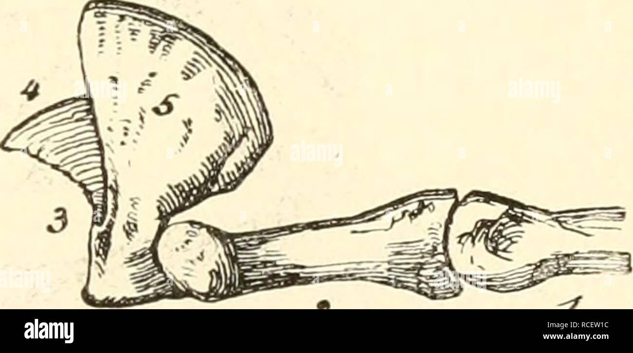 . Die sÃ¤ugetiere. EinfÃ¼hrung in die anatomie und systematik der recenten und fossilen Mammalia. Anatomy, Comparative; Mammals. Fig. 391. Sohlonflache der Hand eines Haushundes, nach Ellenberger und Baum, a Carpal-, bSohlen-, &lt;â , bis &lt;â - Finger- ballen. Fig. 392. Erste, zweite und dritte Phalange vom 3. Finger des LÃ¶wen, 4 knÃ¶cherne Grundlage der Kralle, 5 Knochenlamelle, welche die Krallen- Basis bedeckt. WÃ¤hlend die Ursidae. Procyonidae und Mustelidae jtlantigrad sind mit Ã¶ f^ingern und ;&quot;) Zehen, mit einzigei' Ausnahme von (ialeriscus Jacksoni Thms. mit nur 4 Fingern und 4 Stock Photo
