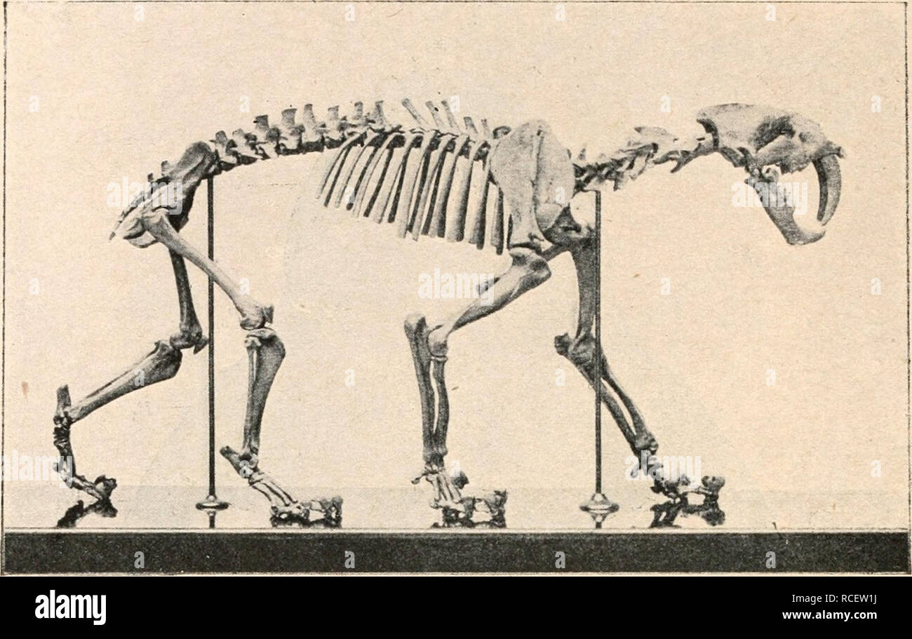 Smilodon californicus hi-res stock photography and images - Alamy