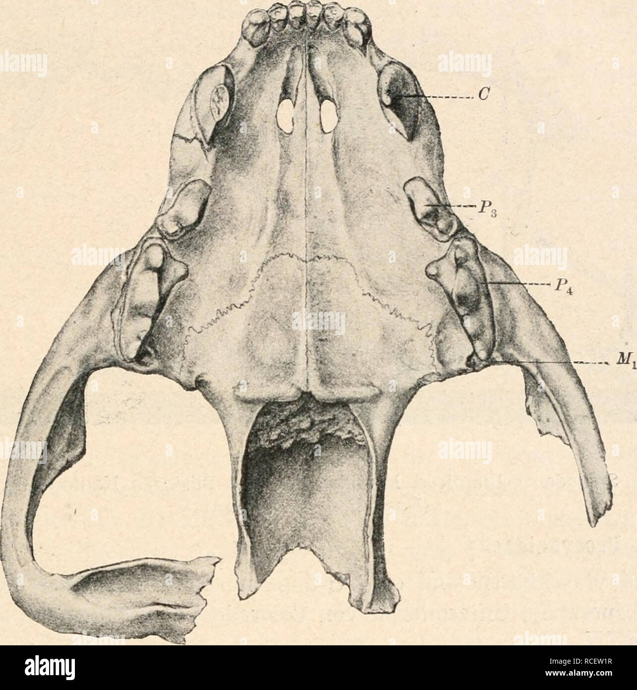 Ursus deningeri hires stock photography and images Alamy