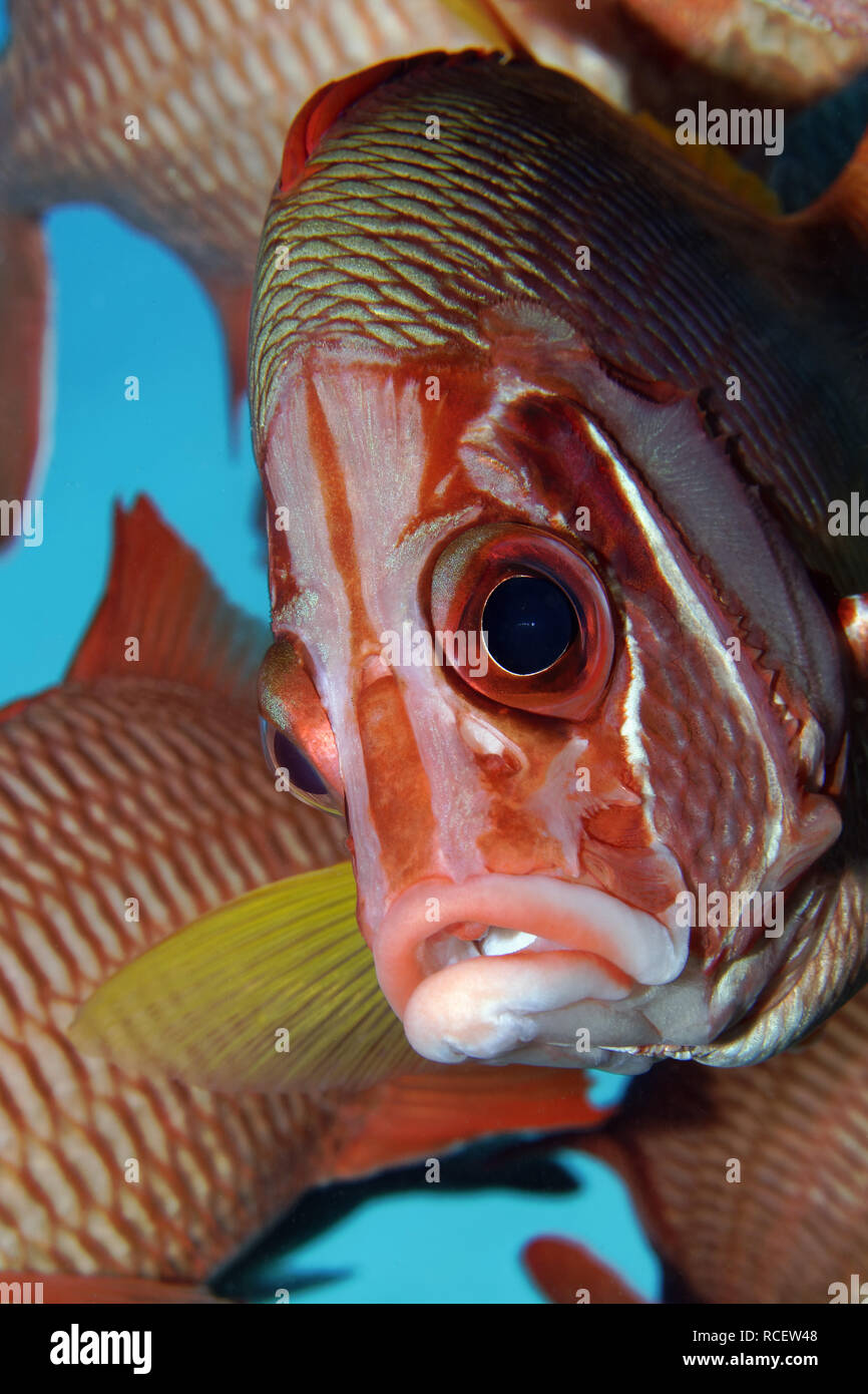 Sabre squirrelfish - Sargocentron spiniferum Stock Photo