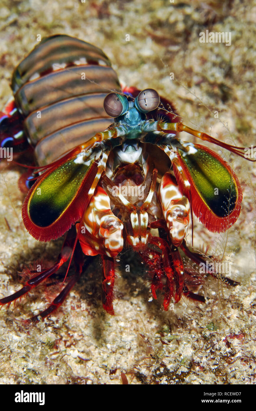 Peacock mantis shrimp - Odontodactylus scyllarus Stock Photo