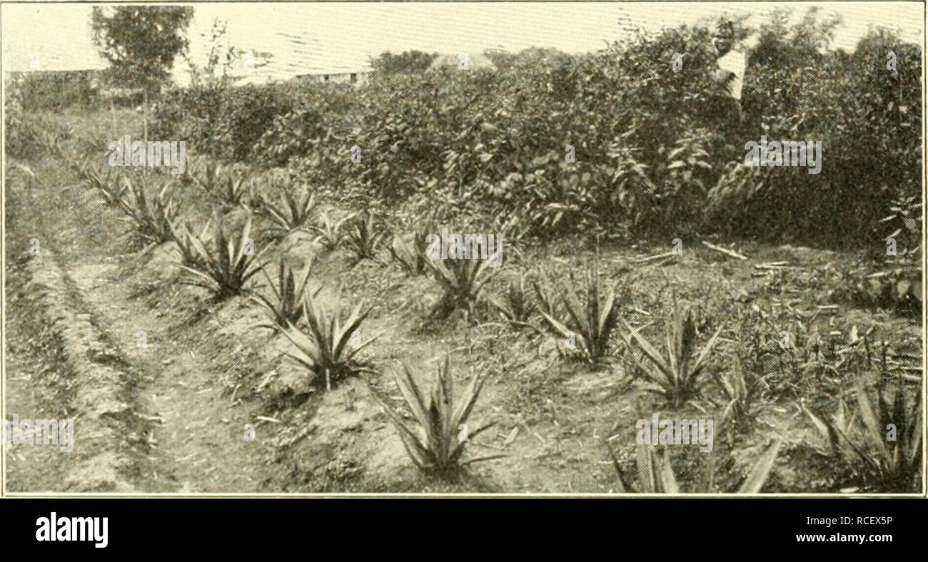 Elements Of Philippine Agriculture Agriculture 144 Philippine Agriculture Are Maguey And Pina Both Are Raised Here For Their Fiber And Produce The Strongest Fiber Where The Air And Soil Are Not