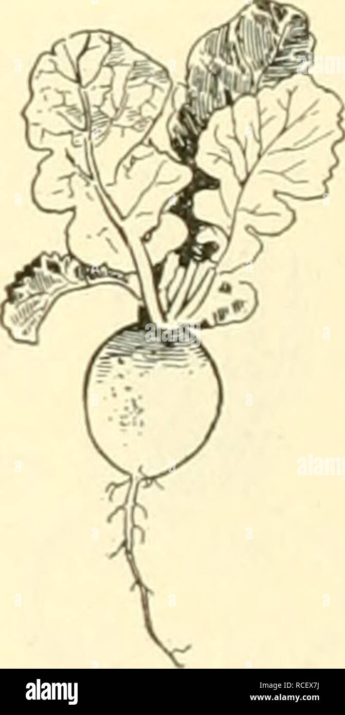 . Elements of Philippine agriculture. Agriculture. Fig. 49. Turnip