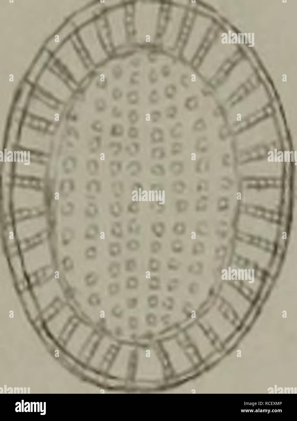 . Die österreichischen Diatomaceen, nebst Anschluss einiger neuen Arten von andern Lokalitäten und einer kritischen Uebersicht der bisher bekannten Gattungen und Arten. I yj. /*. •/.. (7.. Please note that these images are extracted from scanned page images that may have been digitally enhanced for readability - coloration and appearance of these illustrations may not perfectly resemble the original work.. Grunow, A. (Albert), 1826-1914. [n. p. ] Stock Photo
