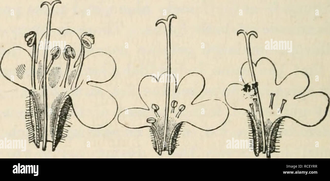 . The different forms of flowers on plants of the same species. 302 GYNO-DICECIOUS PLANTS. Chap. VII. female plant were to those from the hermaphrodite as 100 to 56 in weight. If the relative weight of the seeds from an equal number of flower-heads from the two forms be compared, the ratio is as 100 for the female to 45 for the hermaphrodite form. TJiyinus vulgaris.—The common garden thyme re- sembles in almost every respect T. serpyllum. The same slight differences between the stigmas of the two forms could be perceived. In the females the stamens are not generally quite so much reduced as in Stock Photo
