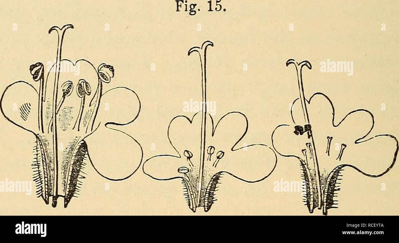 . The different forms of flowers on plants of the same species. Plants; Fertilization of plants; Heterostylism. 302 GYNO-DICECIOUS PLANTS. Chap. VII. female plant were to those from the hermaphrodite as 100 to 56 in weight. If the relative weight of the seeds from an equal number of flower-heads from the two forms be compared, the ratio is as 100 for the female to 45 for the hermaphrodite form. Tht/mus vulgaris.—The common garden thyme re- sembles in almost every respect T. serpyllum. The same slight differences between the stigmas of the two forms could be perceived. In the females the stamen Stock Photo