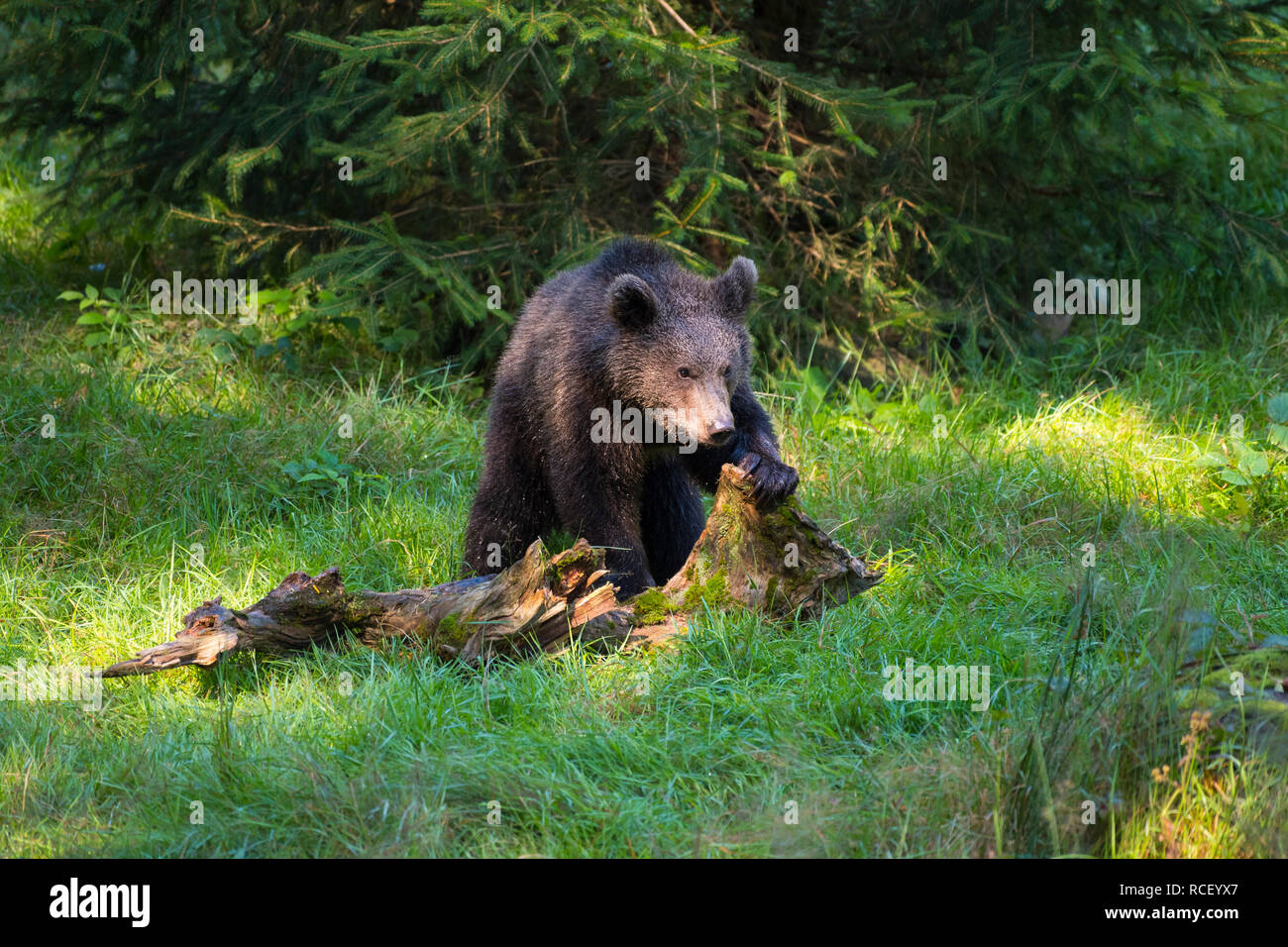 European Brown Bears, Ursus arctos, Cub Stock Photo