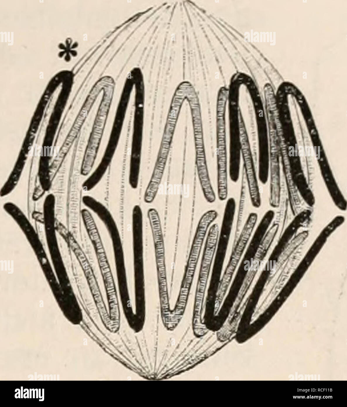. Die Zelle und die Gewebe. Grundzüge der Allgemeinen Anatomie und Physiologie. . Please note that these images are extracted from scanned page images that may have been digitally enhanced for readability - coloration and appearance of these illustrations may not perfectly resemble the original work.. Hertwig, Oscar, 1849-1922. Jena, Fischer Stock Photo