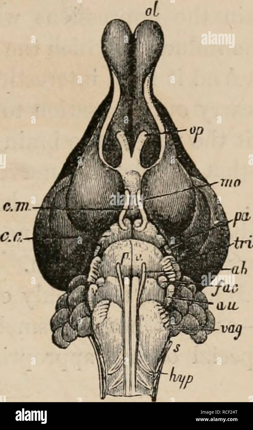 . Elements of zoölogy : a textbook. Zoology. NEKVOUS SYSTEM. FIG. 66. A ...