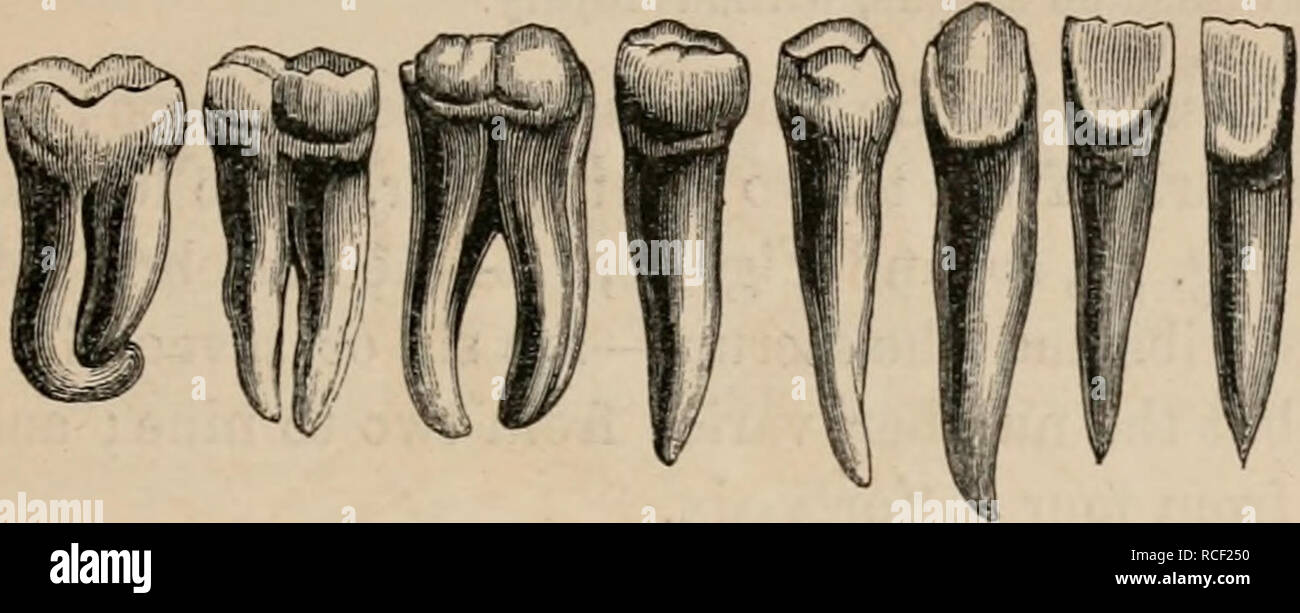 what are canine teeth called in humans