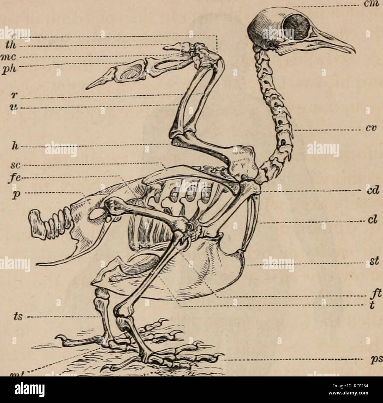 洋書　vertebrate anatomy 51r8ZItJieL._UF1000,1000_QL80_.jpg