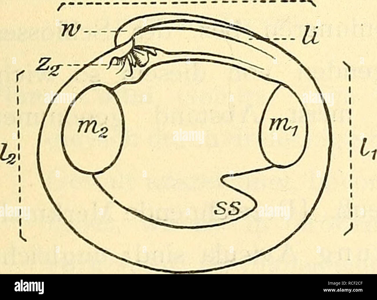 Ange venus hires stock photography and images Alamy