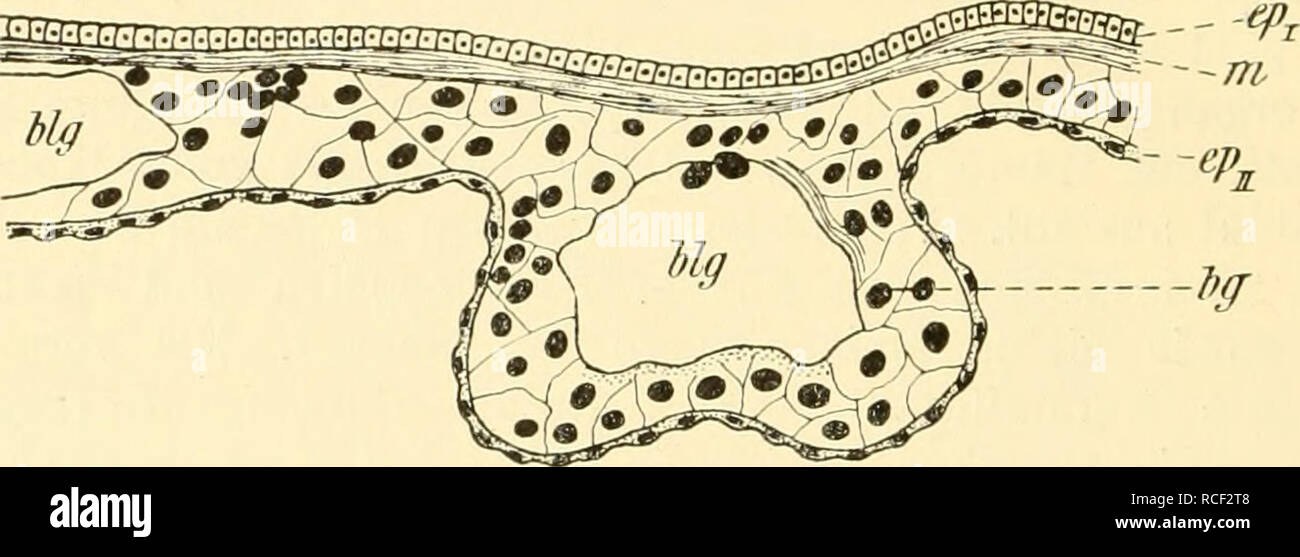 . Die Weinbergschnecke, Helix pomatia L.. Snails; Helix pomatia. 72 bereits ausführlich gesprochen wurde (vgl. S. 4). Es nimmt diese Atem- fläche den größten Teil des Daches der Lungenhöhle ein (vgl. Fig. 2, 4,34, 35), sie zerfällt in zwei ungleiche Hälften, die in bezug auf das Relief ihrer Oberfläche ein durchaus verschiedenes Verhalten zeigen. In dem rechten, dem Enddarm benachbarten Abschnitt erheben sich zahlreiche Falten und Leisten, sog. Trabekel, in welche die baumartig verästelten Lungengefäße eingebettet sind, der links gelegene Abschnitt besitzt dagegen eine glatte, nur von zarten G Stock Photo