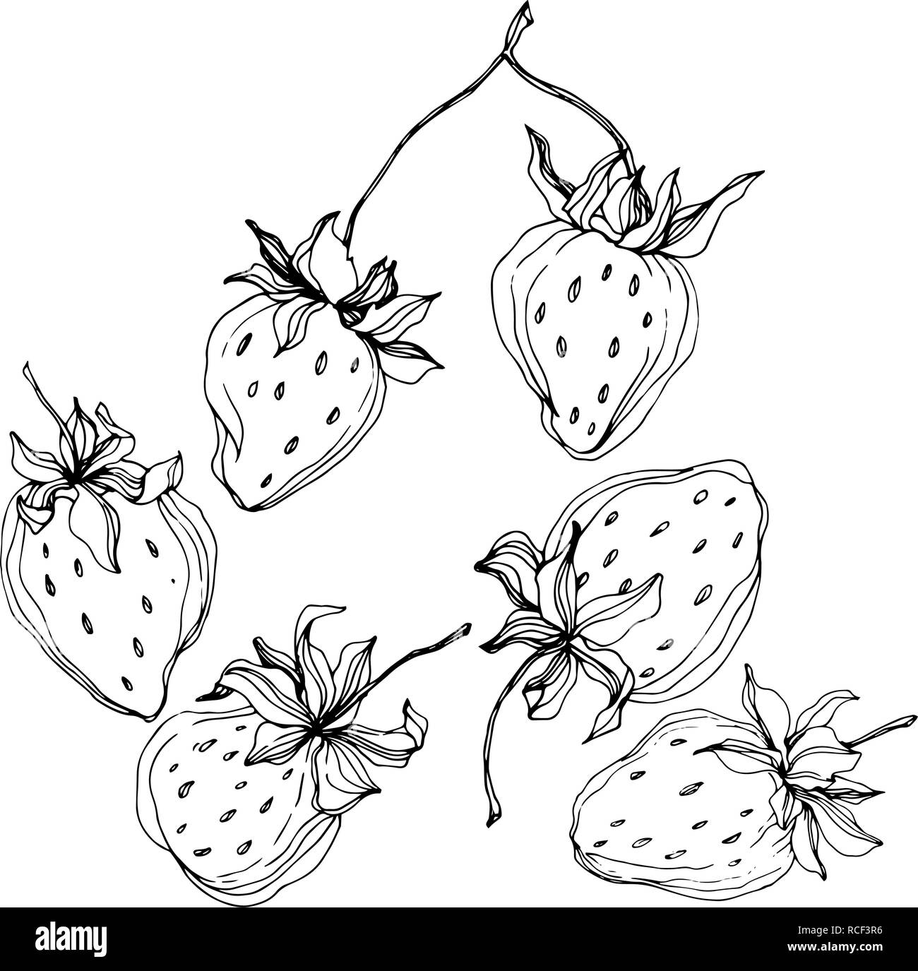 Vector Strawberry fruits. Black and white engraved ink art. Isolated ...