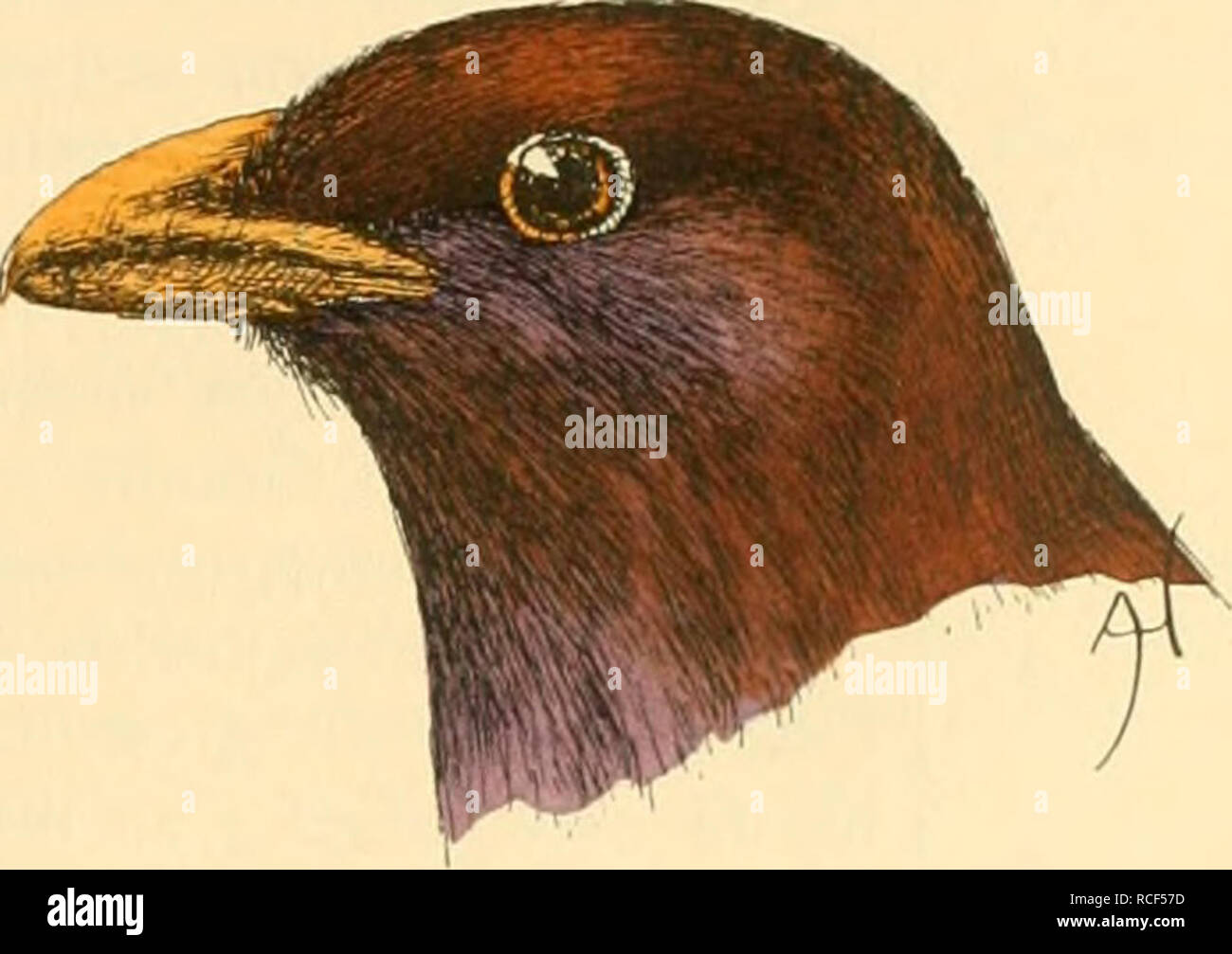 Igonda High Resolution Stock Photography And Images Alamy