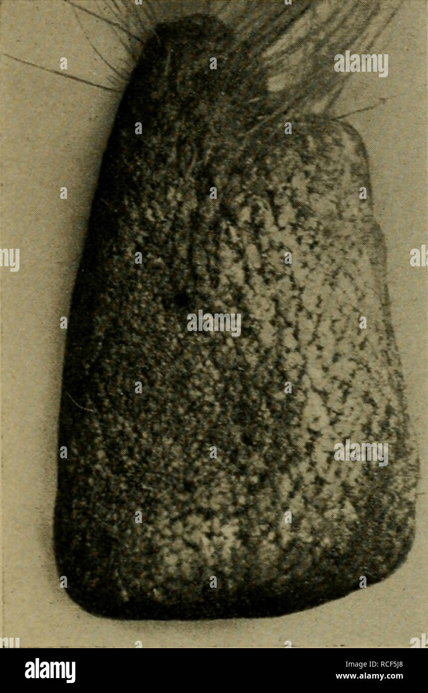 Verrucae hires stock photography and images Alamy