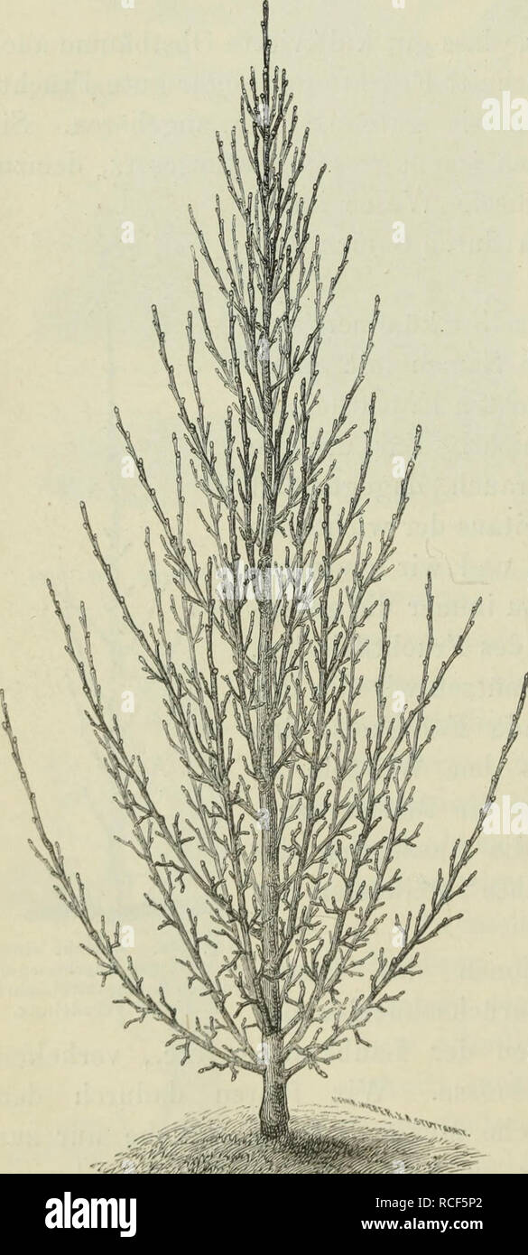 . Die Veredelungen und ihre Anwendung fÃ¼r die Verschiedenen BÃ¤ume und StrÃ¤ucher : theoretische und pratische Belehrungen Ã¼ber das Ablaktieren, Pfropfen, Okulieren, u.s.w., sowie Ã¼ber die Anzucht und Veremhrung der holzigen, im Freien aushaltenden GewÃ¤chse, mit einem Anhang, Winke zur rationellen Obstkultur, einem Verzeichnis der fÃ¼r die verschiedenen Baumformen geeignetsten Obstsorten und einem nach Monaten geordneten FÃ¼hrer fÃ¼r den GÃ¤rtner, BaumzÃ¼chter und Liebhaber. Grafting; Pruning; Fruit-culture. 328 Der rationelle Baumschnitt und sein Nutzen. Frucht besser genÃ¤hrt und um so g Stock Photo