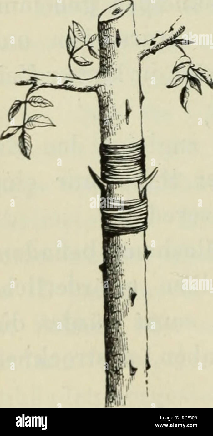 . Die Veredelungen und ihre Anwendung für die Verschiedenen Bäume und Sträucher : theoretische und pratische Belehrungen über das Ablaktieren, Pfropfen, Okulieren, u.s.w., sowie über die Anzucht und Veremhrung der holzigen, im Freien aushaltenden Gewächse, mit einem Anhang, Winke zur rationellen Obstkultur, einem Verzeichnis der für die verschiedenen Baumformen geeignetsten Obstsorten und einem nach Monaten geordneten Führer für den Gärtner, Baumzüchter und Liebhaber. Grafting; Pruning; Fruit-culture. 268 Robinia. Rosa. gezogenen Robinia Decaisneana verwendet; die von der Robinia Pseudo-Acacia Stock Photo