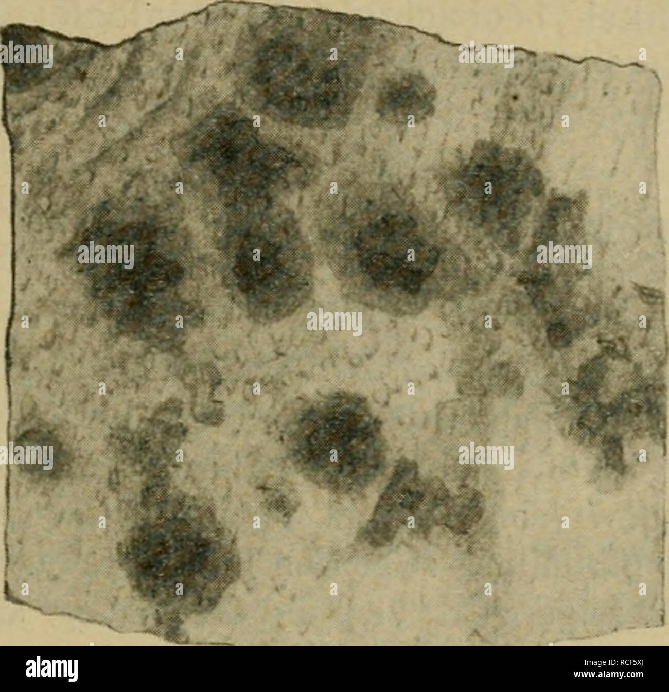 Die vergleichende Pathologie der Haut. Veterinary dermatology; Skin. Rotlauf  der Schweine. 1H7 lichkeit der Rotlaufinfektion mit manchen Fällen von  Scarlatina (S. sine exanthe- mate; S. haemorrhagica) ist bemerkenswert.  Eine abgeschwächte Form