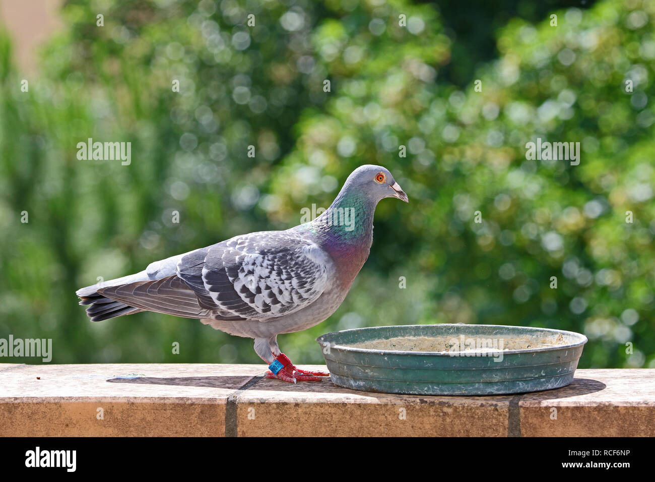 homing pigeon, racing pigeon or domestic pigeon Latin columba livia domestica taking a break