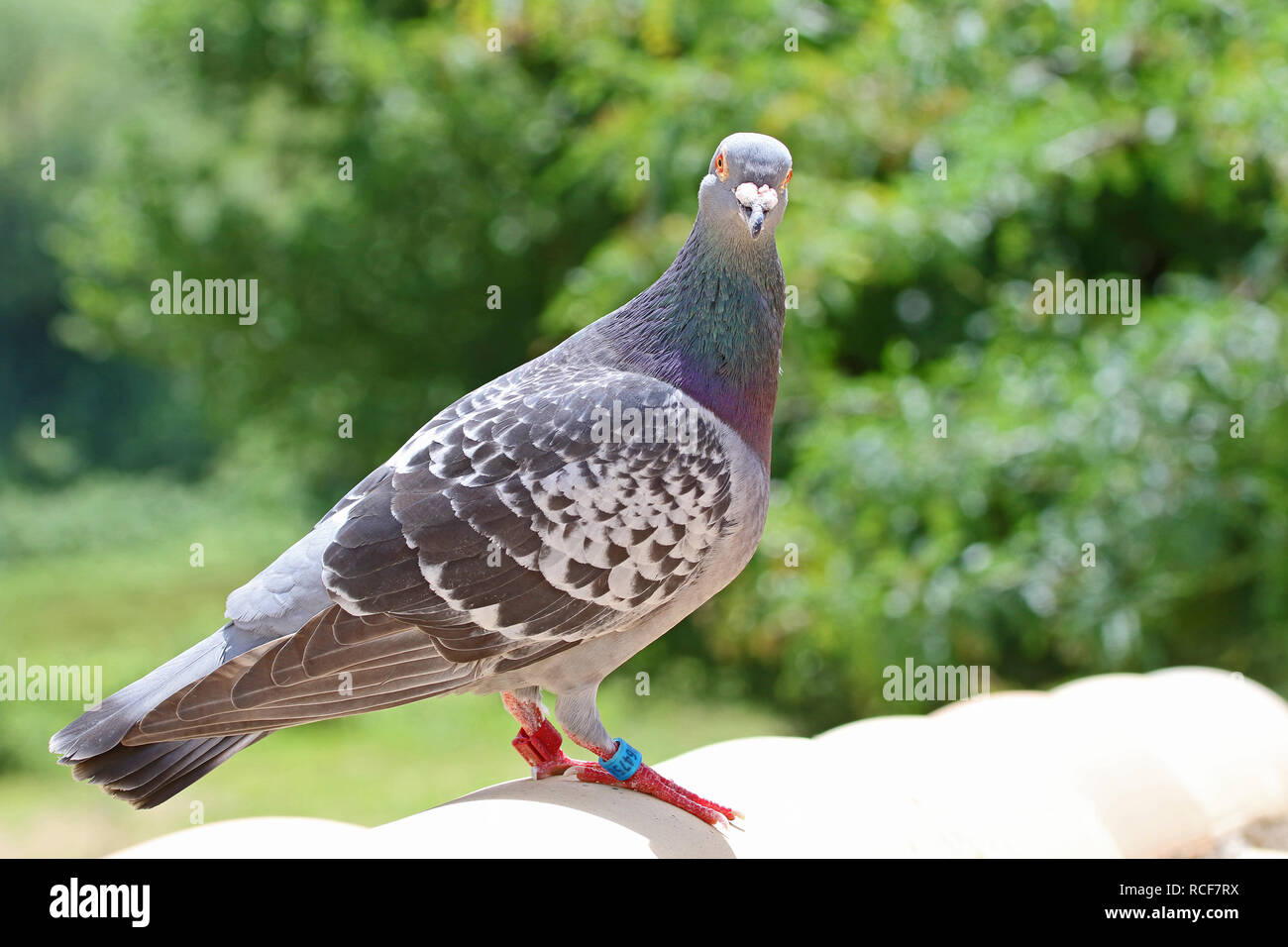 Homing Pigeon Racing Pigeon Or Domestic Pigeon Latin Columba Livia Domestica Closeup Taking A Break From Its Long Flight On A Typical Pantiled Roof Stock Photo Alamy