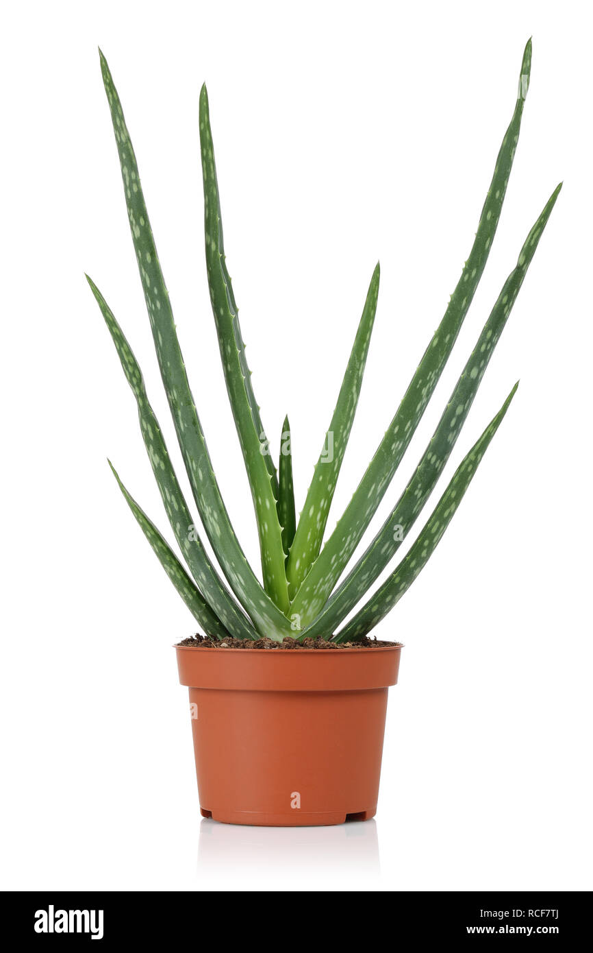 Fresh Aloe Vera Plant In Pot Isolated On White Background Stock