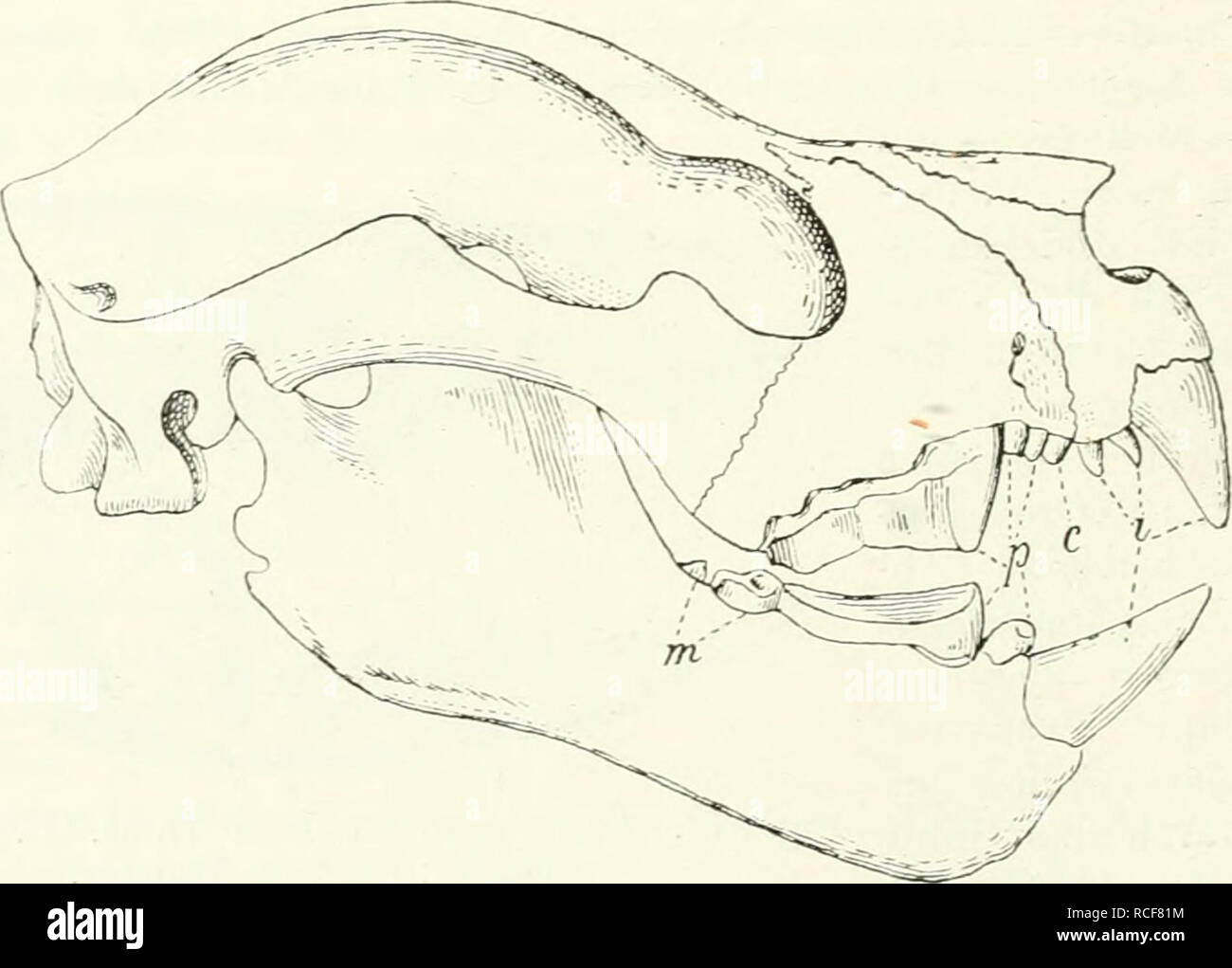 . Die Säugetiere. Einführung in die Anatomie und Systematik der recenten und fossilen Mammalia. Anatomy, Comparative; Mammals; Mammals, Fossil. 352 II. Ordnung: ^larsupialia. Arten C. fuligitiosiis Tomes und C. obsairns Thms. aus Zentral-Amerika unterscheidet sich von allen Marsupialia durch eine Lücke zwischen Na- sale, Frontale und Maxillare wie bei Rmninantia. Bullae klein, durch Alisphenoid gebildet. 6. Familie: PHASCOLARCTIDAE. Mit H. Winge vereinige ich Phascol- arctus, der sonst den Phalangeridae zugezählt wird, mit Phascolomys, seit langem der einzige Vertreter der Phascolomyidae. Unse Stock Photo