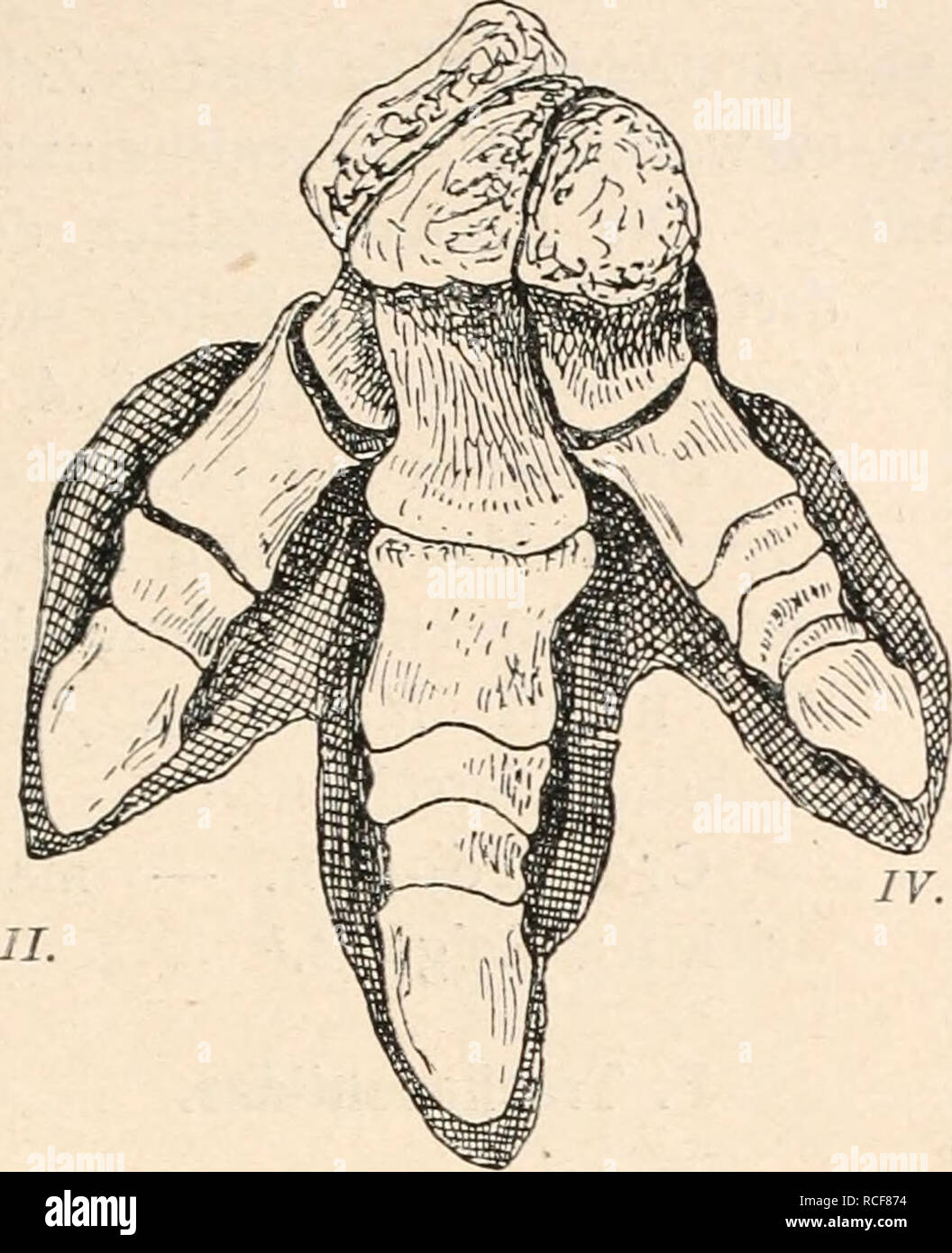 . Die stämme der wirbeltiere. Evolution; Paleontology; Vertebrates. Reptilia. 631. ///. Fig. 497. Unterschenkel lind Mittelfuß von Jguanodon bernissartensis, Boulenger. Stark verkleinert. (Nach L. Dollo.) Oben: Unterschenkel und obere Tarsal- knochen von vorne; unten links: Mittelfuß und untere Tarsalknochen von vorne; unten rechts: dieselben, von außen gesehen. T. = Tibia. F. = Fibula. As. = Astragalus. Ca. = Calcaneus. f2 + 2, t3, ^+5 = distale Tarsalknochen. mt-u mt2, mf3, m/4 = tarsalknochen Fig. 496. Fährte von Iguanodon mit hinein- gestelltem Fußskelett von Iguanodon Mantelli. IL, III.,  Stock Photo