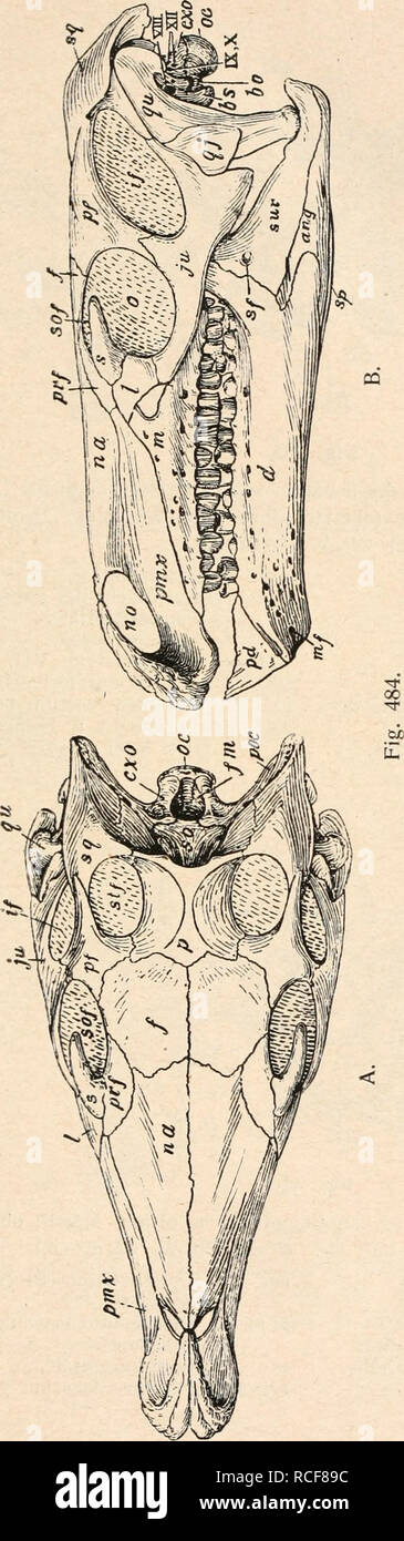 Die Sta Mme Der Wirbeltiere Evolution Paleontology Vertebrates Reptilia 619 Ojc G Vj A O M 3 3 U 3 C C 3 Tu A Ll C 3 Gt Gt T J A A Gt O
