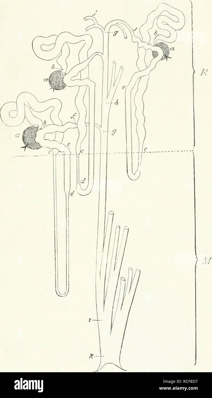 ñirre hi-res stock photography and images - Alamy