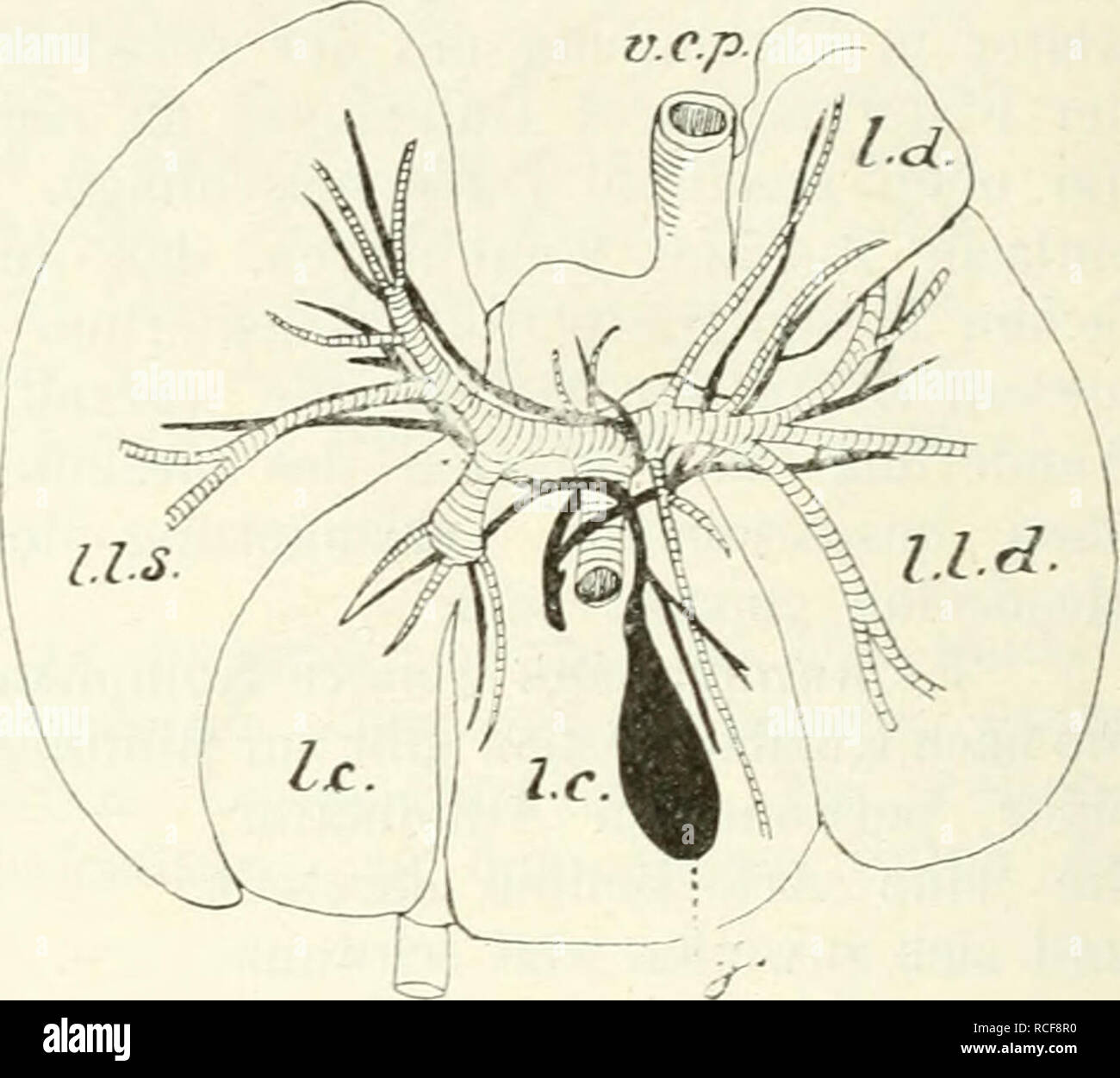 Diaphragma lunge hi-res stock photography and images - Alamy