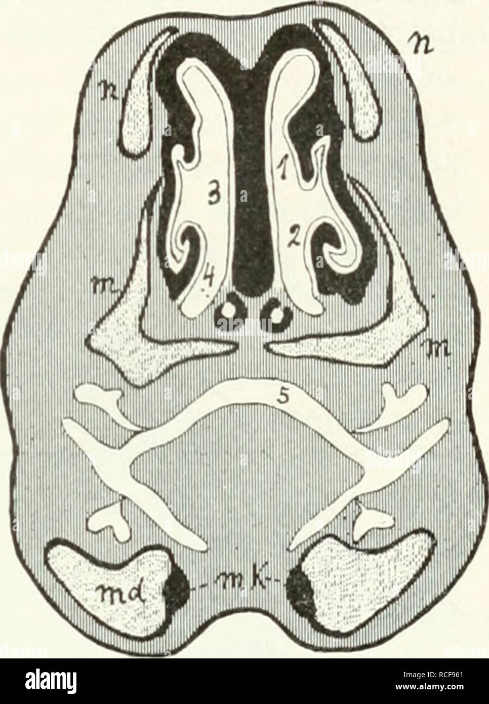Die Saugetiere Einfuhrung In Die Anatomie Und Systematik Der Recenten Und Fossilen Mammalia Anatomy Comparative Mammals alamy