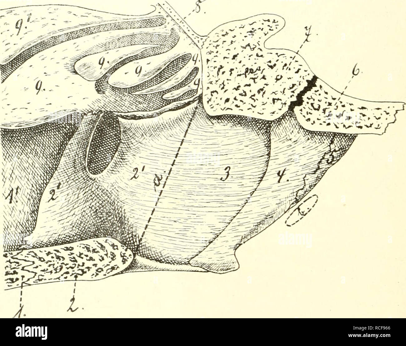 . Die säugetiere. Einführung in die anatomie und systematik der recenten und fossilen Mammalia. Anatomy, Comparative; Mammals. 198 VII. Darinkanal. handelt, welche den Säugern durchaus eigen sind, innige Beziehung haben zu der Lage des Kehlkopfes, zu der Art der Respiration, zu der Stimm- bildung, zum Schlingakt. Der Mensch hat sich gerade in dieser Körperregion nicht unerhel)- lich entfernt von den übrigen Säugern, wohl in ^'erbindung mit der Aus- bildung der Sprache. Korrelativ damit hatte Größenzunahme der Groß- hirnhemisphären statt, was zugleich mit dem aufgerichteten Gange die fraglichen Stock Photo