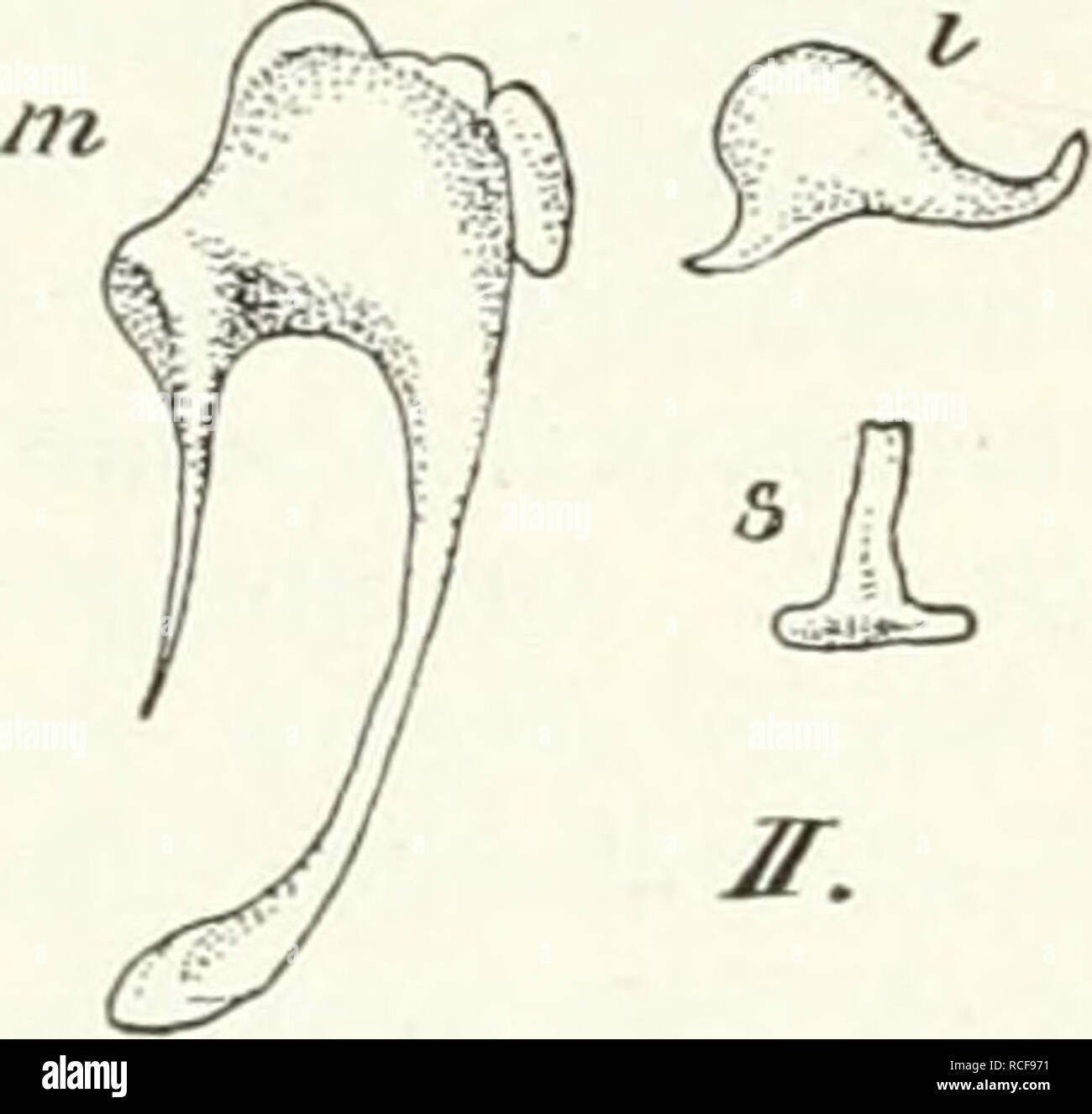 . Die Säugetiere. Einführung in die Anatomie und Systematik der recenten und fossilen Mammalia. Anatomy, Comparative; Mammals; Mammals, Fossil. 144 ^^- Sinnesorgane. Diese knöcherne Trommelhöhle kommuniziert mit dem knöchernen Labyrinth dnrch das ovale Fenster. Fenestra ovalis. die durch eine elastische Älembran geschlossen wird, mit welcher die Fußplatte des Steig- bügels verbunden ist. Dies ist der innerste Knochen der Kette der Gehörknöchelchen, Ossicula auditus. Sie beginnt mit dem Hammer. Malleus, dessen Stiel. Manubrium. in dem Trommelfell liegt, welches die Trommelh()hle nach außen gege Stock Photo