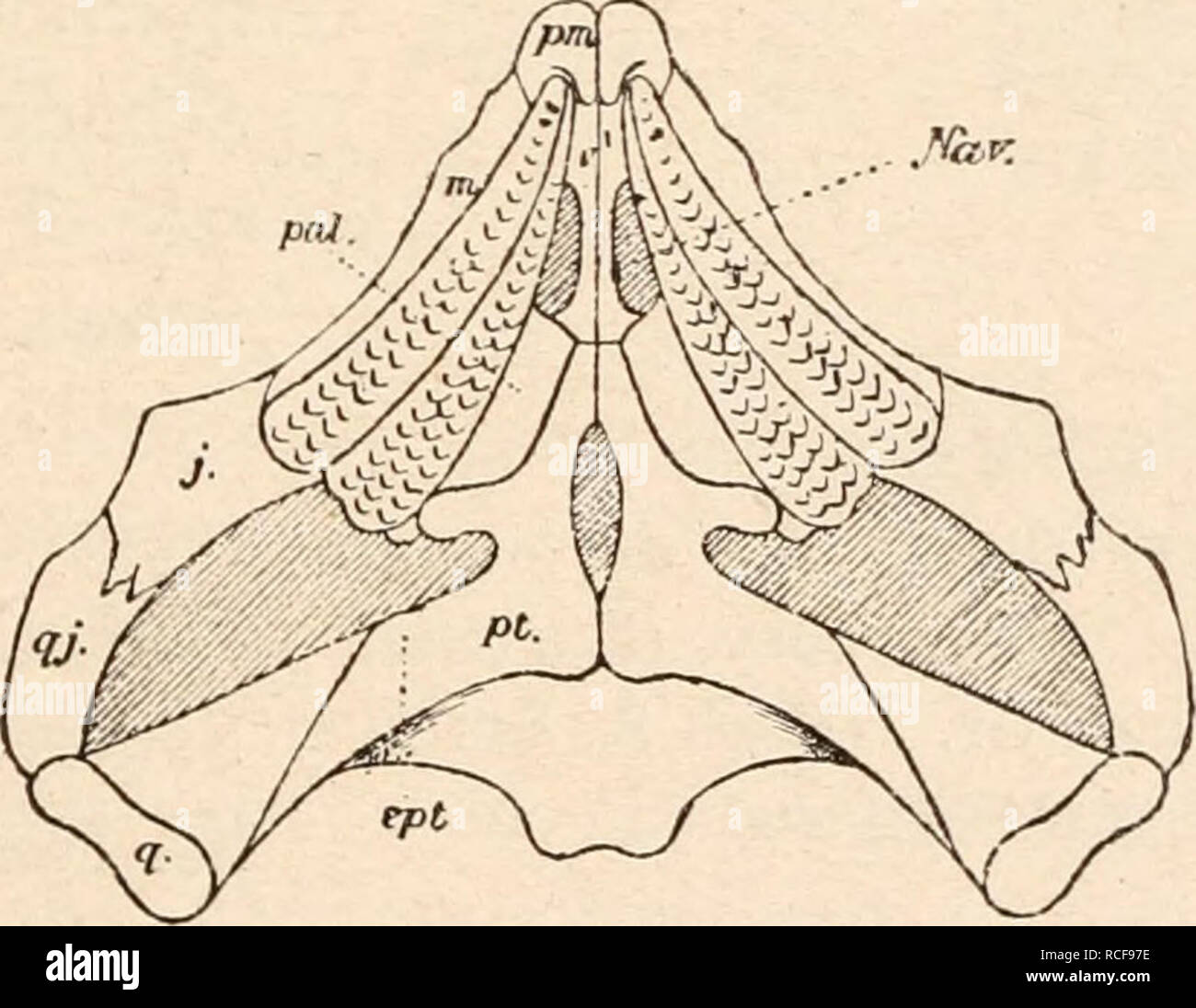 Mittlerer trias hires stock photography and images Alamy