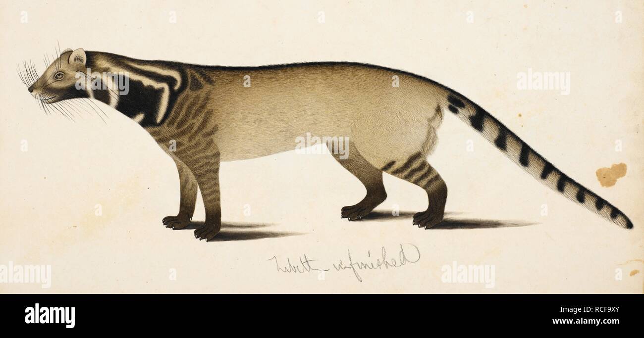Large Indian Civet â€˜Viverra zibethaâ€™. Wellesley Albums. 1798 - 1805. Watercolour. Source: NHD 32/15. Author: ANON. Stock Photo