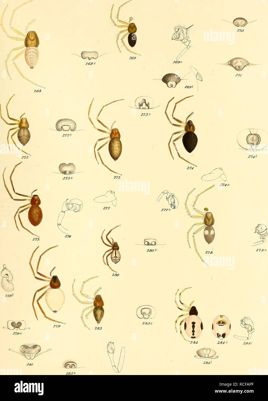 Die Spinnen Amerikas. Spiders; Spiders. Tab. II.. JKÄ^ b. Please note that  these images are extracted from scanned page images that may have been  digitally enhanced for readability - coloration and