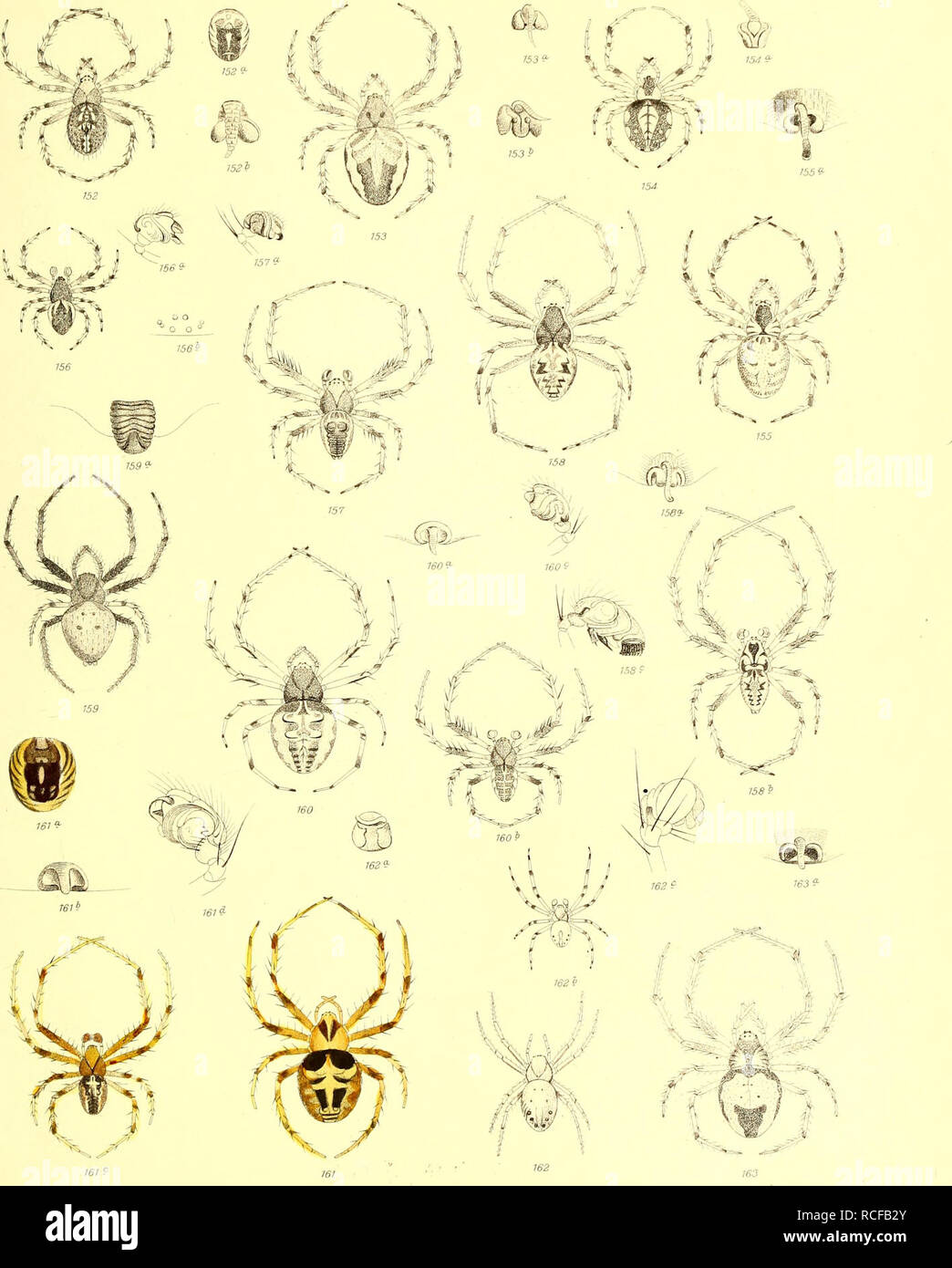 Die Spinnen Amerikas. Spiders; Spiders. Tab. II.. JKÄ^ b. Please note that  these images are extracted from scanned page images that may have been  digitally enhanced for readability - coloration and