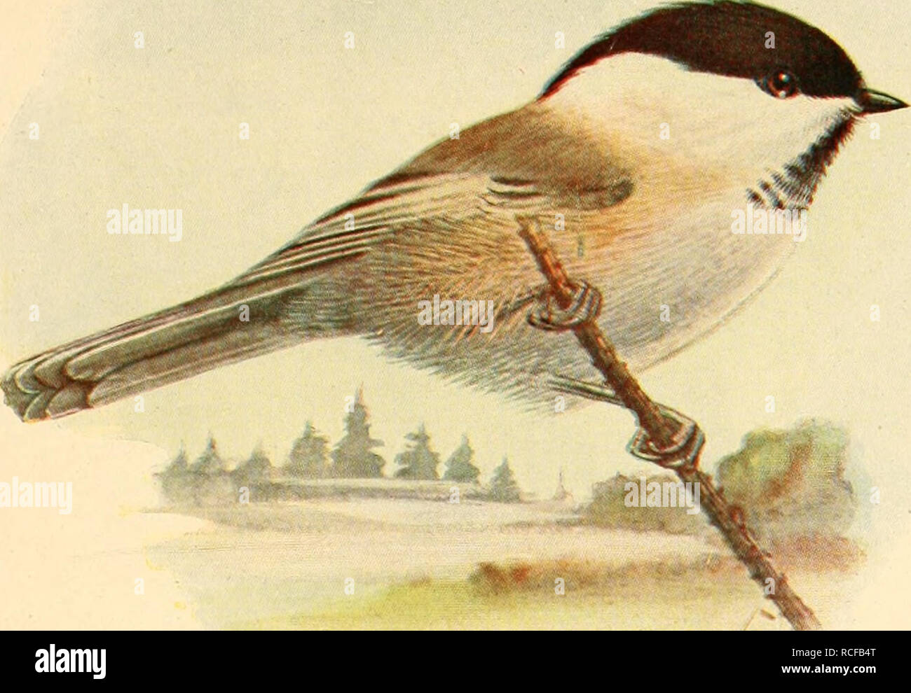 Die Singvogel Der Heimat Birds Voeel Tafel 76 Weidenmeise Ve