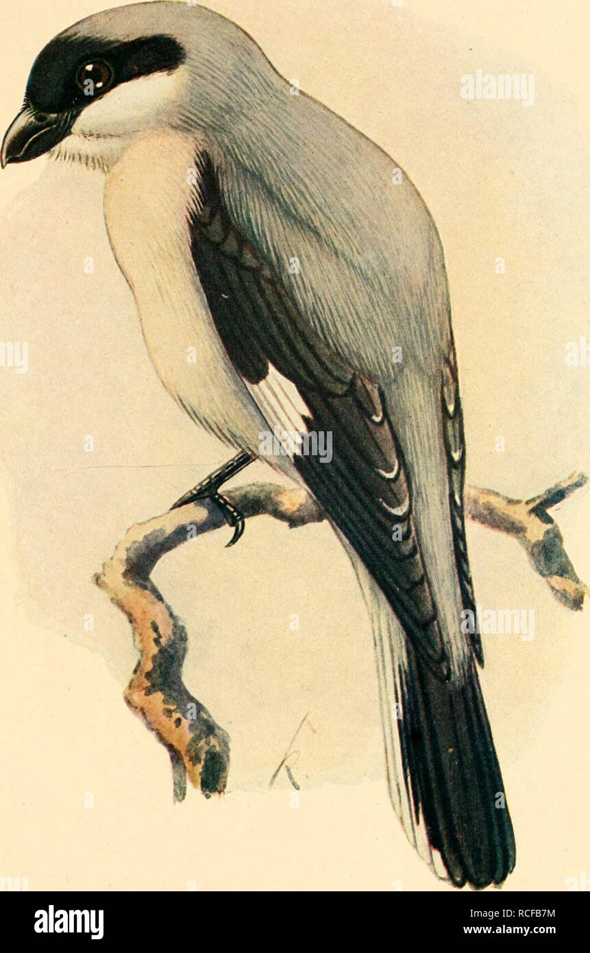 Die Singvogel Der Heimat Birds Vo El Tafel 36 Schwarzstirn