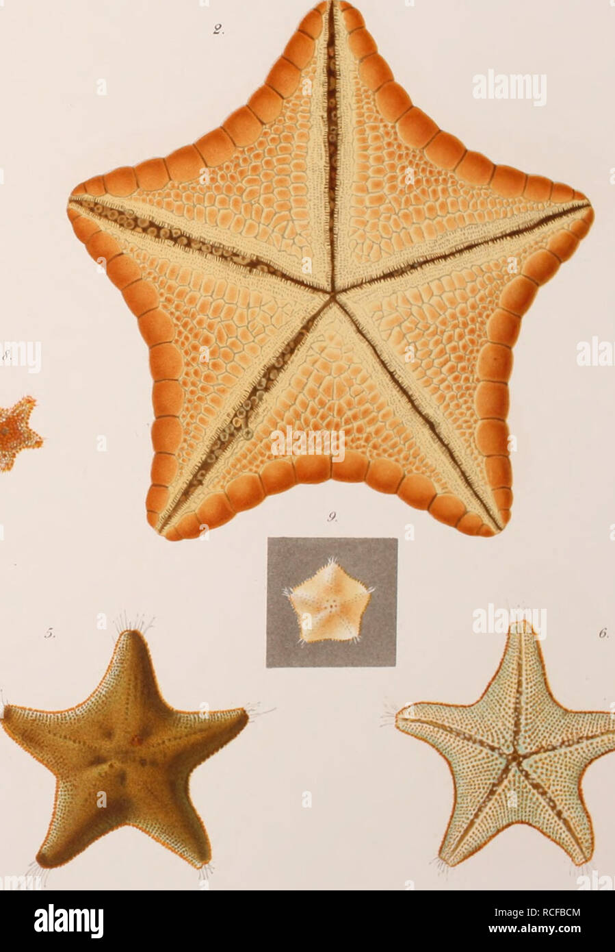 . Die Seesterne des Mittelmeeres. Starfishes. 7Uf:5. ? ¥. ,2,10 Pentagonaster placenta 3,4PALmiPES membranaceus, 5,6,7,8 Asterina gibbosa- q.Palmipes lobianci. Please note that these images are extracted from scanned page images that may have been digitally enhanced for readability - coloration and appearance of these illustrations may not perfectly resemble the original work.. Ludwig, Hubert, 1852-1913; Stazione zoologica di Napoli. Berlin : R. Friedländer &amp; Sohn Stock Photo